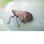 Squish the Spotted Lantern-Flys!