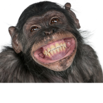Legends monkeys