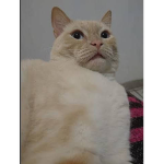 AMOR A LOS ANIMALES
