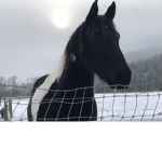 Horse action