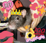 The best rats :)