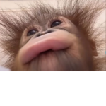 Chimpanzee1 the DEV
