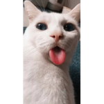 TIZK