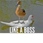 basils gang