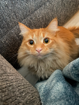 join if you love cats or kittens