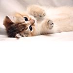 Cat Club 0_0