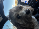 Doggys are amazing