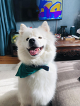 dogsontop