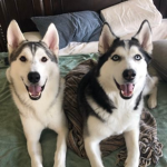 The Husky Community