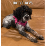 the dog devs