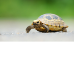 Turtle Fan Club! :D