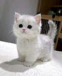 Queen group . Cat