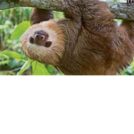 Save the sloths! #Sloths