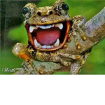 Brohaha cult
