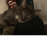 Kitten supporters for ever