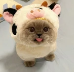 Honey Bunnikins Group Thumbnail