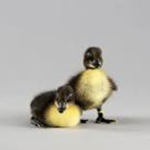 The Duckling Kingdom