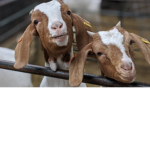 The Goats On FF- Aka Football Fusion