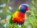 Feathered Group