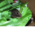 White chocolate Hamsters