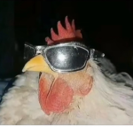 chiken family
