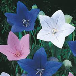 Balloon Flowers