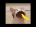 The Popcat Mafia