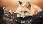 foxy fox1344