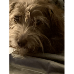 Doges rull