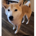 ANIMALS ON THE ROBLOX LOOSE!