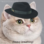 The fedora Cat