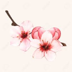 The cherry blossoms!