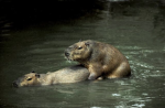 -Capybara group-