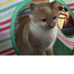 Twisted cats