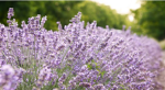 Lively lavender