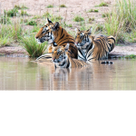 The cute tiger