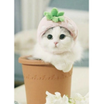 Super-cute kitty squad