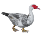 Muscovy Duck Club