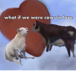 Cows In Love