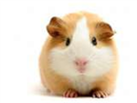 Club Guinea Pig