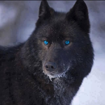 Wolf fans!