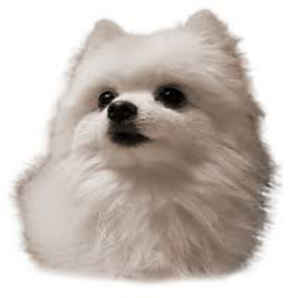 GABE the dog Roblox decal