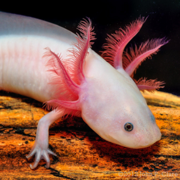 Become an Axolotl!