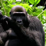 MonkeyGivesBobux