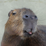 Capybaraaaa Studios