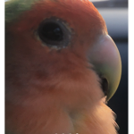 Birds Gang