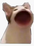 Coconut_YT Fan Group!