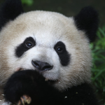 The panda cookie fam