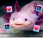 Axolotl World!