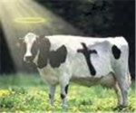 cow603's Group